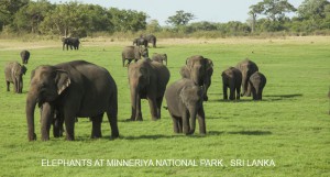 ELEPHANTS-AT-MINNERIYA-NATIONAL-PARK 